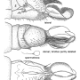 Dicranoptycha savtshenkoi : ovipositor Dicranoptycha savtshenkoi : ovipositor