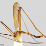 Dicranoptycha sobrina : habitus - male