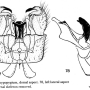 Dicranoptycha sobrina : hypopygium