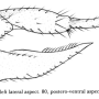 Dicranoptycha sobrina : ovipositor