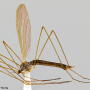 Dicranoptycha tennessa : habitus - female