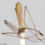 Dicranoptycha tennessa : habitus - male