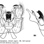 Dicranoptycha tennessa : hypopygium