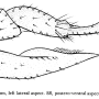 Dicranoptycha tennessa : ovipositor