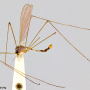 Dicranoptycha tigrina : habitus - male