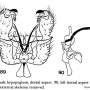 Dicranoptycha tigrina : hypopygium