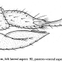 Dicranoptycha tigrina : ovipositor