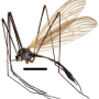 Dicranoptycha yamata : habitus - female