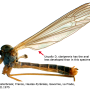 Dicranota (Ludicia) claripennis : habitus - male Dicranota (Ludicia) claripennis : habitus - male