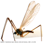 Dicranota (Ludicia) claripennis : habitus - male Dicranota (Ludicia) claripennis : habitus - male