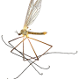 Dicranota (Ludicia) claripennis : habitus - male Dicranota (Ludicia) claripennis : habitus - male