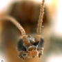 Dicranota (Ludicia) claripennis : body part(s) - head and antenna Dicranota (Ludicia) claripennis : body part(s) - head and antenna