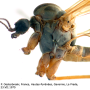 Dicranota (Ludicia) claripennis : body part(s) - head and thorax