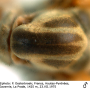 Dicranota (Ludicia) claripennis : body part(s) - thorax