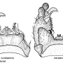 Dicranota (Ludicia) claripennis : hypopygium