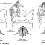 Dicranota (Ludicia) claripennis : hypopygium