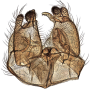Dicranota (Ludicia) claripennis : hypopygium