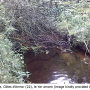 Dicranota (Ludicia) claripennis : habitat