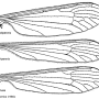 Dicranota (Ludicia) claripennis : wing