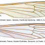 Dicranota (Ludicia) claripennis : wing