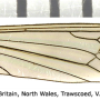 Dicranota (Ludicia) claripennis : wing