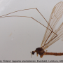 Dicranota (Paradicranota) subtilis : habitus - male