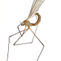 Dicranota (Paradicranota) subtilis : habitus - male