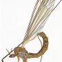 Dicranota (Paradicranota) subtilis : habitus - male
