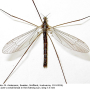 Dicranota (Paradicranota) subtilis : habitus - male