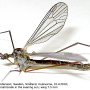 Dicranota (Paradicranota) subtilis : habitus - male