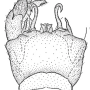 Dicranota (Paradicranota) subtilis : hypopygium