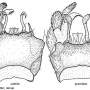 Dicranota (Paradicranota) subtilis : hypopygium