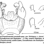 Dicranota (Paradicranota) subtilis : hypopygium