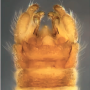 Dicranota (Paradicranota) subtilis : hypopygium
