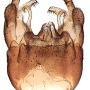 Dicranota (Paradicranota) subtilis : hypopygium