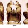 Dicranota (Paradicranota) subtilis : hypopygium