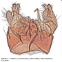 Dicranota (Paradicranota) subtilis : hypopygium