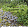 Dicranota (Paradicranota) subtilis : habitat
