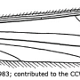 Dicranota (Paradicranota) subtilis : wing