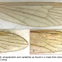 Dicranota (Paradicranota) subtilis : wing