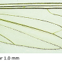 Dicranota (Paradicranota) subtilis : wing