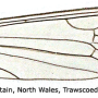 Dicranota (Paradicranota) subtilis : wing