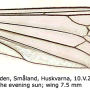 Dicranota (Paradicranota) subtilis : wing