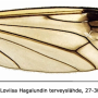 Dictenidia bimaculata : wing