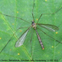 Diogma glabrata : habitus - female