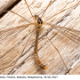 Diogma glabrata : habitus - female
