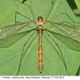 Diogma glabrata : habitus - female