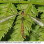 Diogma glabrata : habitus - female
