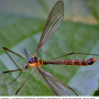 Diogma glabrata : habitus - female
