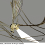 Diogma glabrata : habitus - male